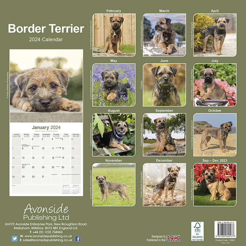 Border Terrier Calendar 2024 (Square) Dogs Naturally